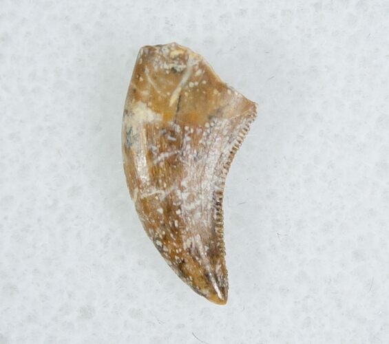 Dromaeosaur (Raptor) Tooth - Montana #5678